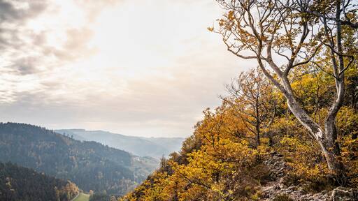 Ottenhöfen im Schwarzwald