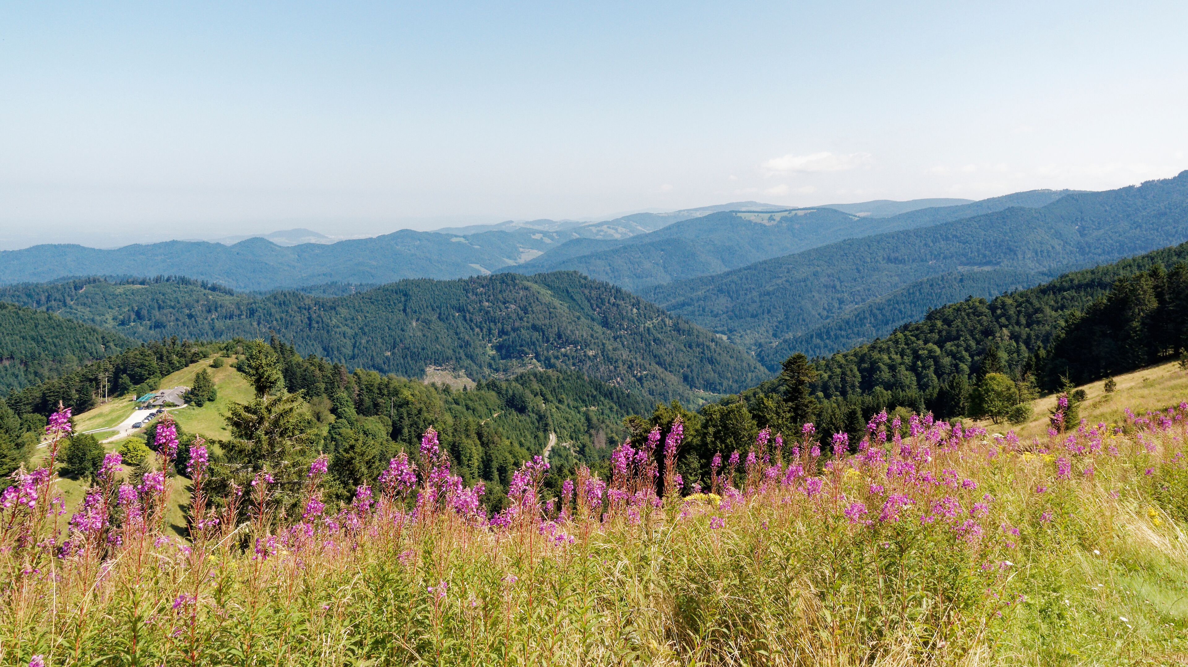 Mountain Landscapes in southern Germany. Between Nonnenmattweiher and Sirnitz summit (Sirnitzgipfel). View in direction Münstertal valley, flowery hills, Freibourg and Slopes of northern Black Forest 