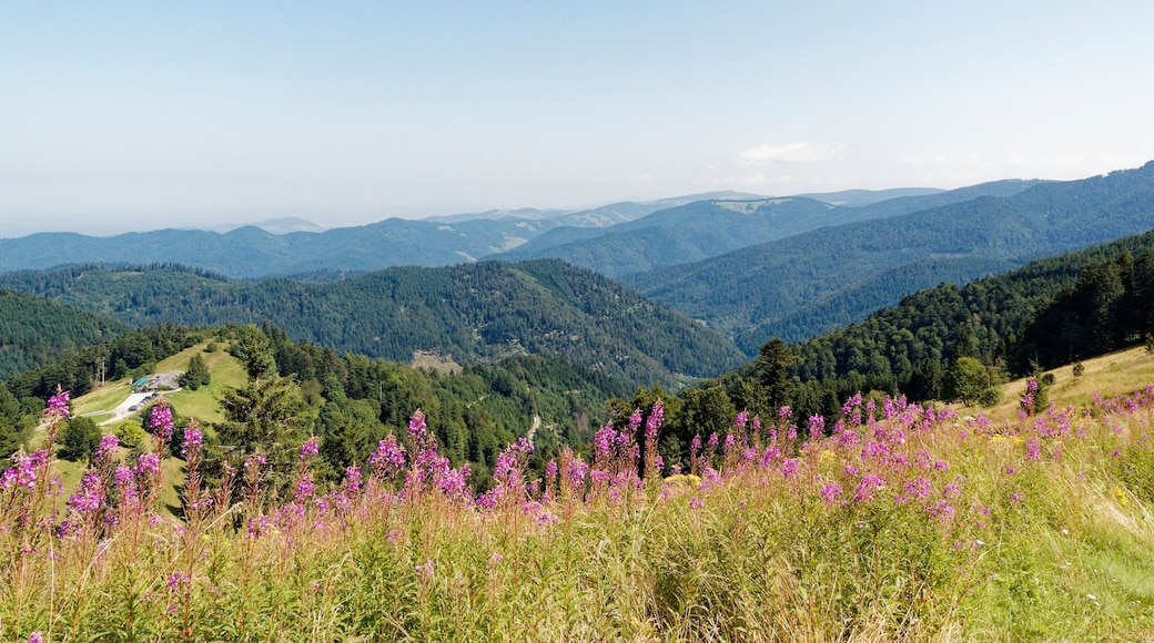 Mountain Landscapes in southern Germany. Between Nonnenmattweiher and Sirnitz summit (Sirnitzgipfel). View in direction Münstertal valley, flowery hills, Freibourg and Slopes of northern Black Forest