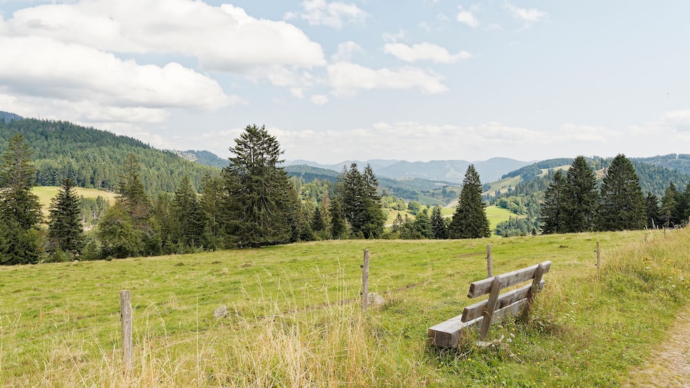 Un champ herbeux avec un banc en bois et une clôture.