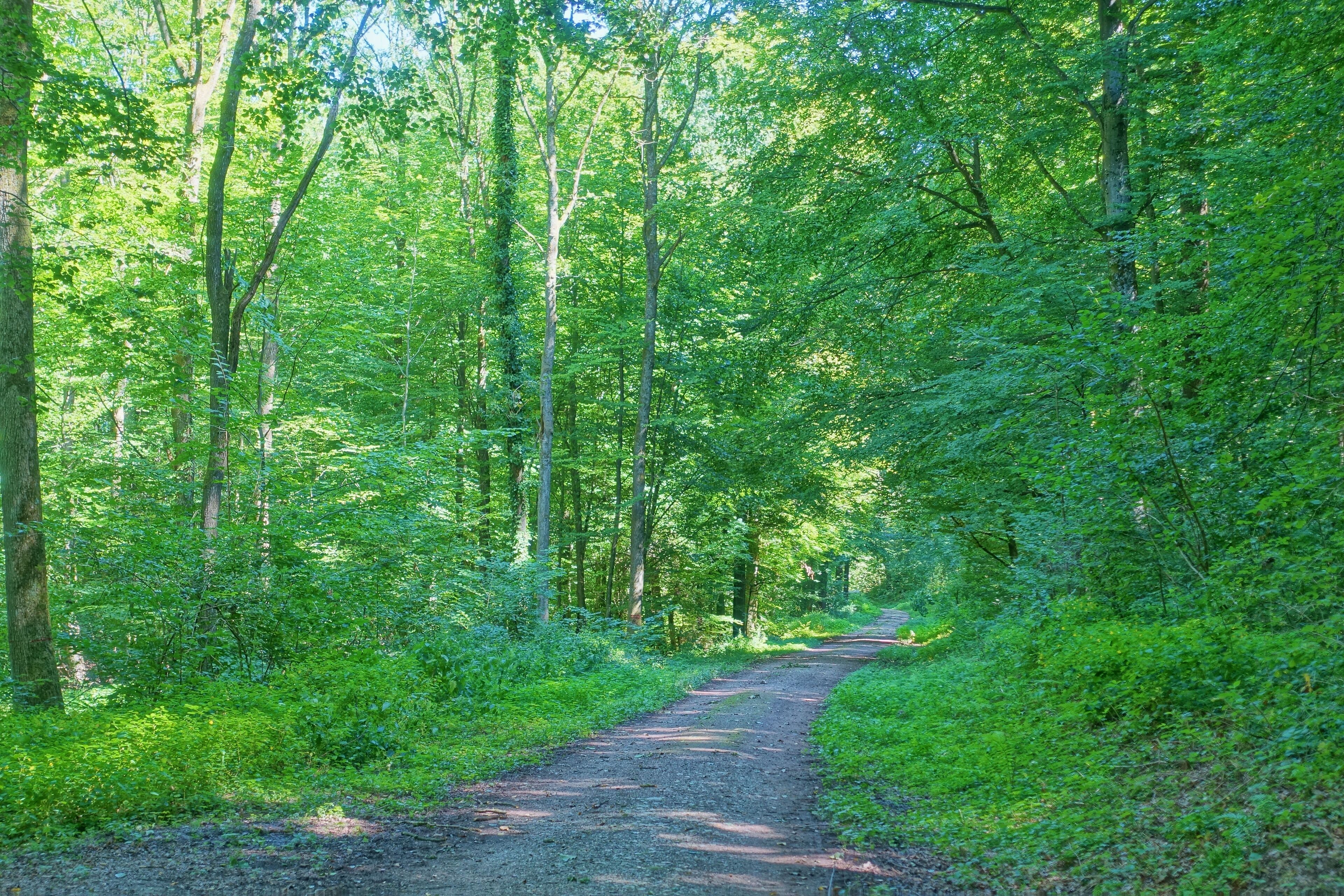 Sumpfiges Waldgebiet an flach geneigtem Westhang des Röttlerwaldes