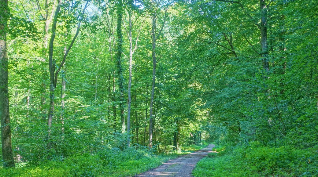 Sumpfiges Waldgebiet an flach geneigtem Westhang des Röttlerwaldes