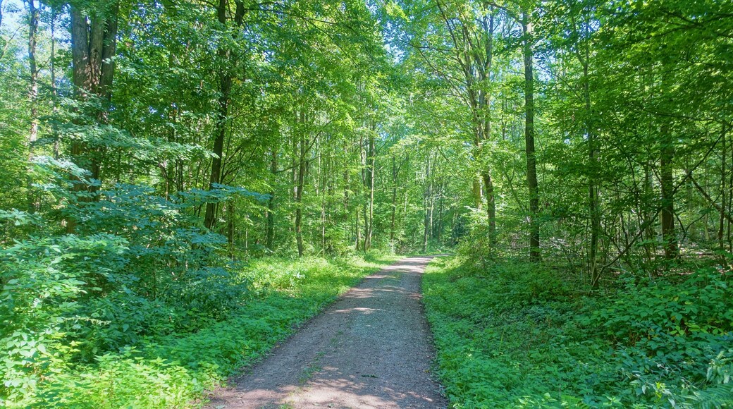 Sumpfiges Waldgebiet an flach geneigtem Westhang des Röttlerwaldes