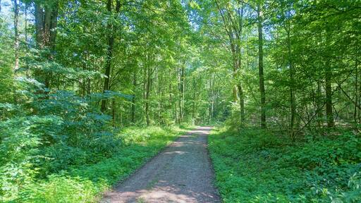 Sumpfiges Waldgebiet an flach geneigtem Westhang des Röttlerwaldes