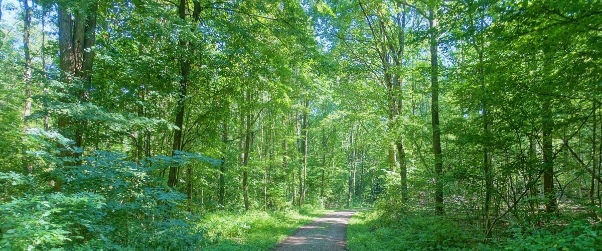 A forested path surrounded by dense green foliage.