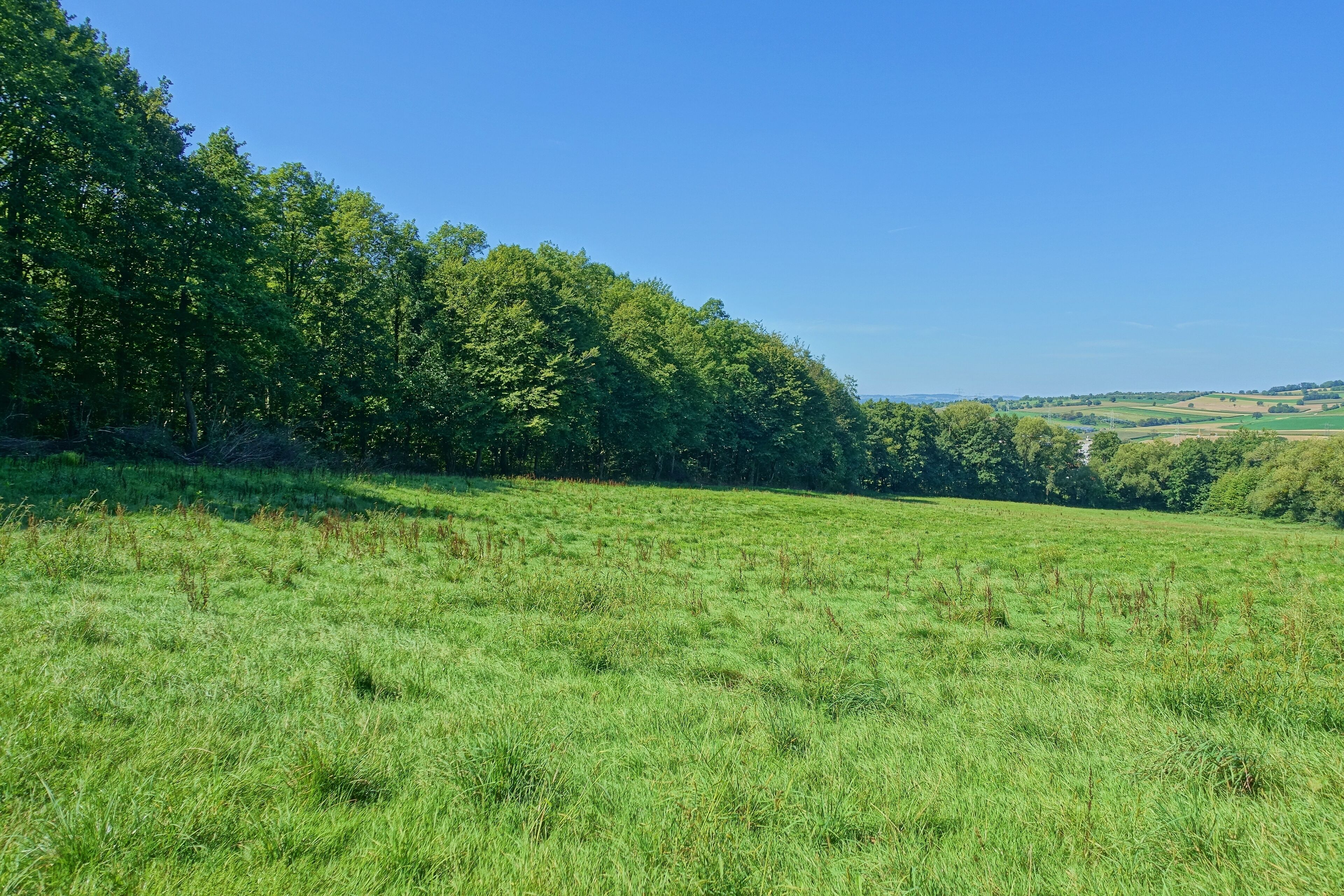 Sumpfiges Waldgebiet an flach geneigtem Westhang des Röttlerwaldes