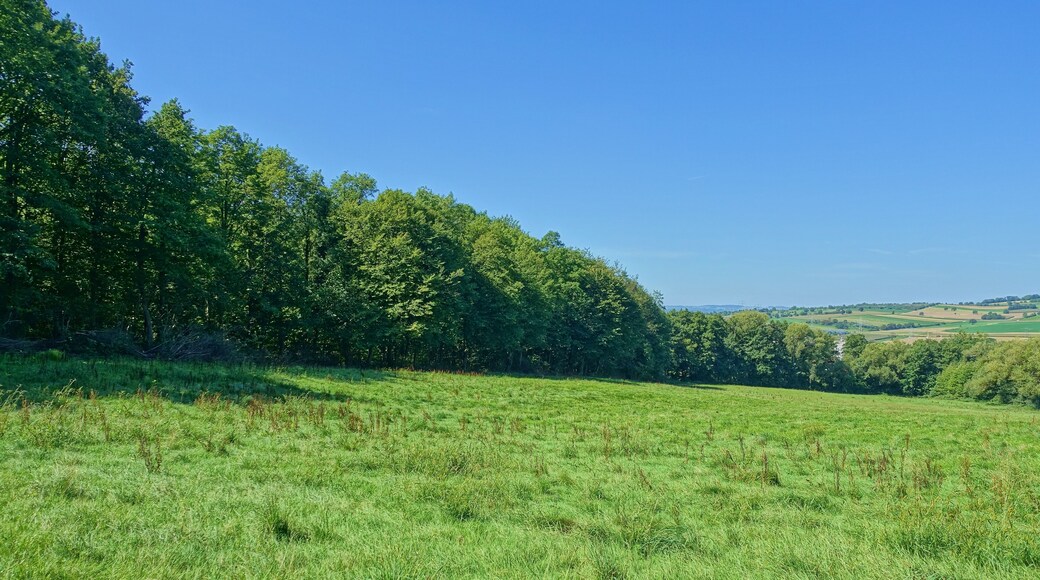 Sumpfiges Waldgebiet an flach geneigtem Westhang des Röttlerwaldes