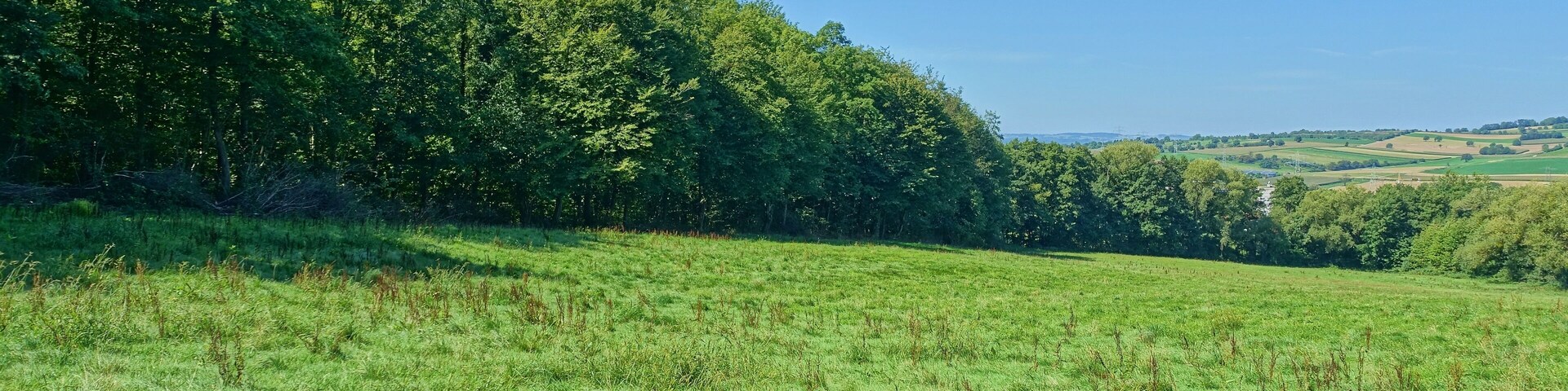 Sumpfiges Waldgebiet an flach geneigtem Westhang des Röttlerwaldes