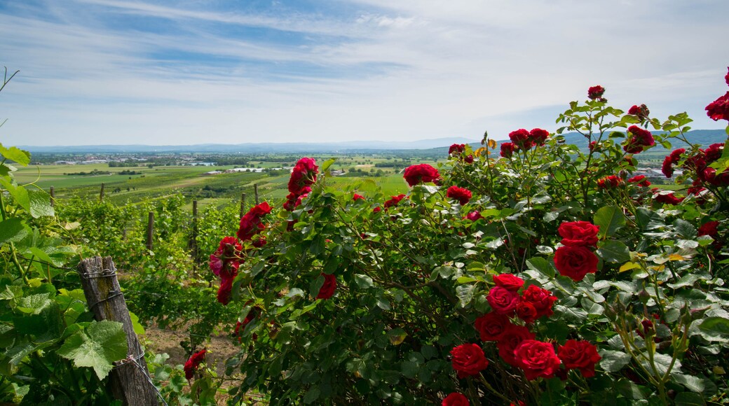 Sasbach am Kaiserstuhl
