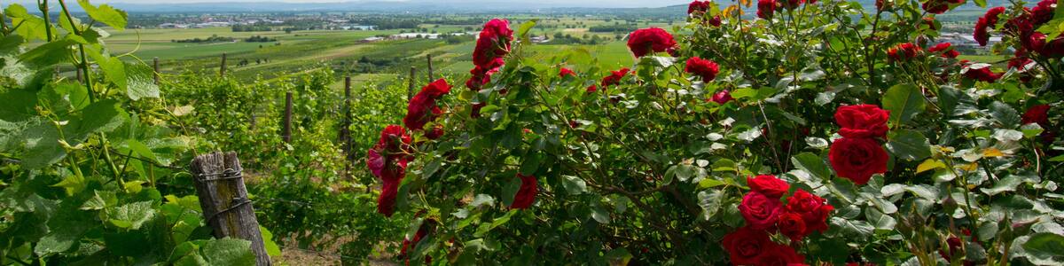 Rosen im Kaiserstuhl nahe Sasbach