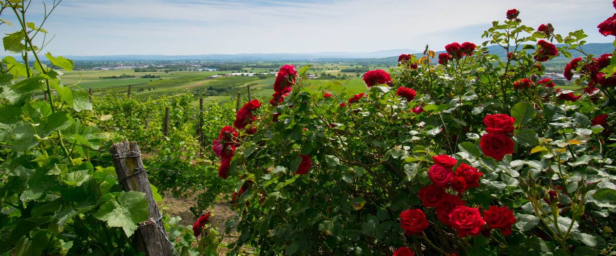 A vineyard with red roses and a scenic view of a green valley and distant mountains.