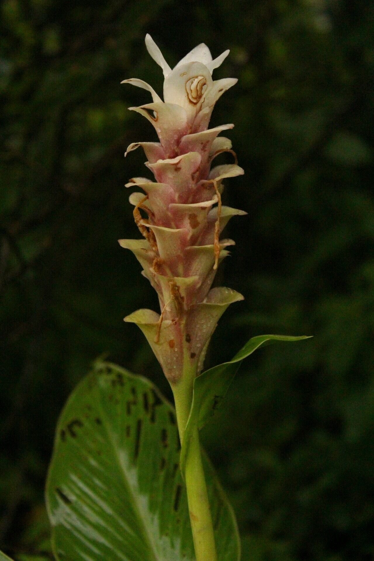 The valley of flowers 
