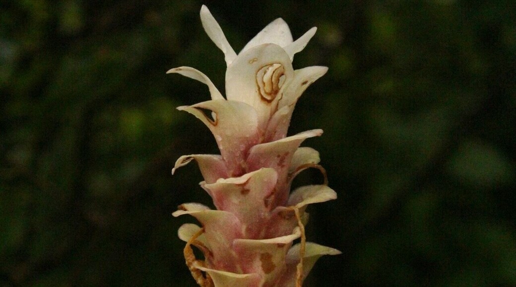 The valley of flowers
