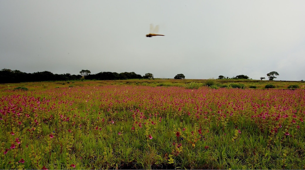 UNESCO World Heritage Site. The valley of flowers. The Kaas Plateau also known as the "Kaas Pathar", Satara in Maharashtra, India. Located on the Sahyadri which is part of the great Western Ghats