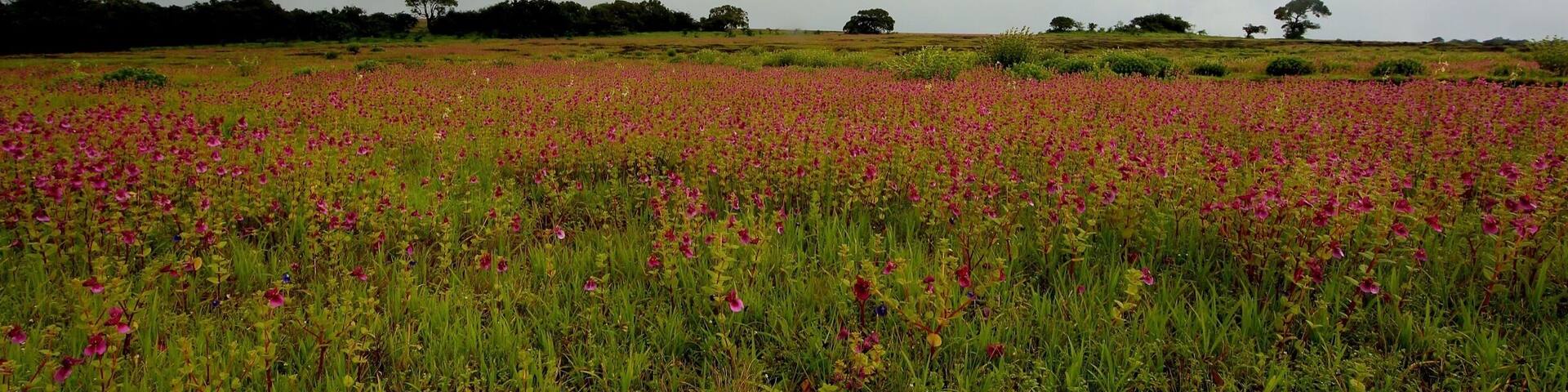 UNESCO World Heritage Site. The valley of flowers. The Kaas Plateau also known as the "Kaas Pathar", Satara in Maharashtra, India. Located on the Sahyadri which is part of the great Western Ghats