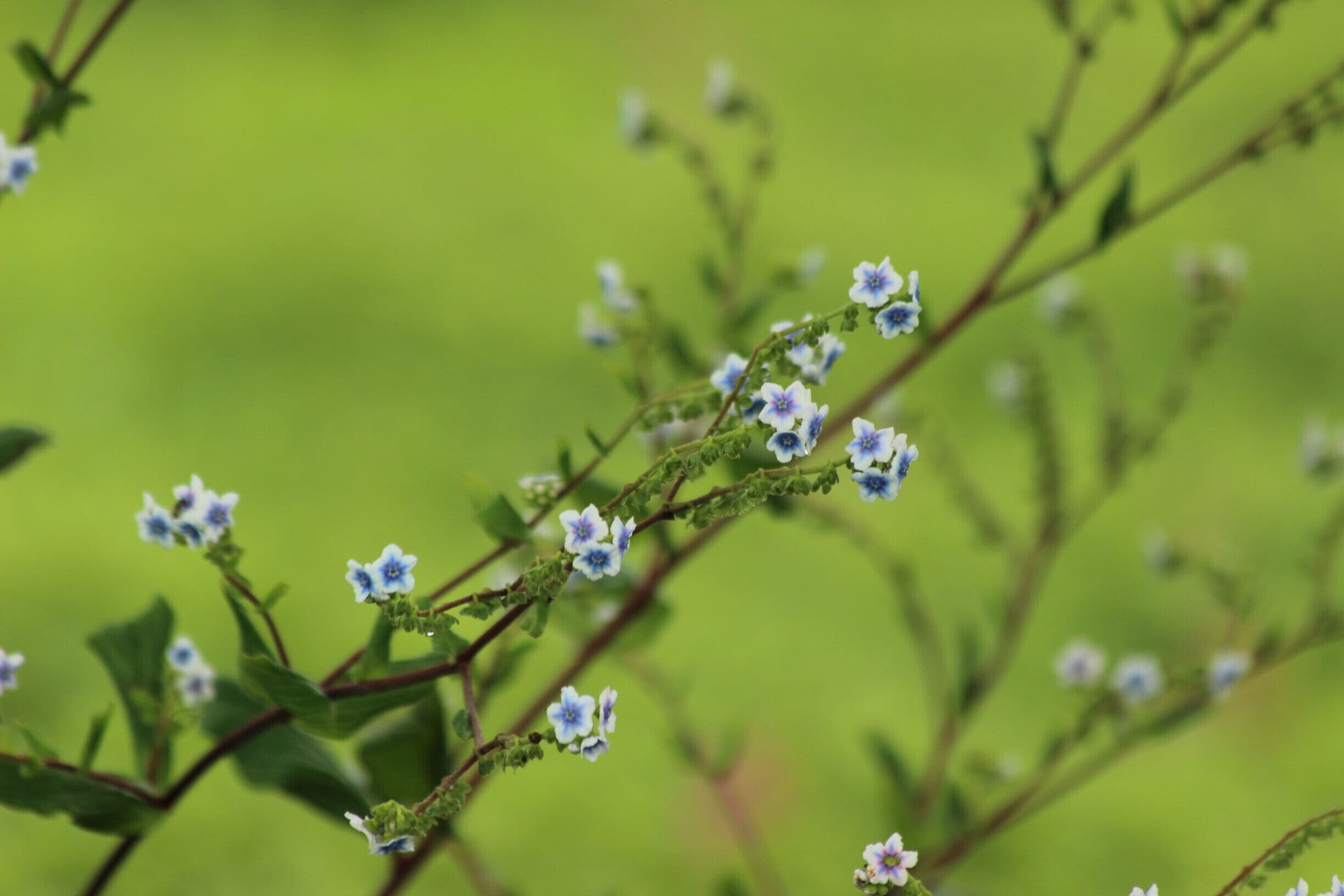 This is the valley of flower of Maharashtra. The whole plateau is barren throughout the year and is filled with flower towards the end of Indian monsoon. The lush #green landscapes and the colorful flowers is a sight to behold.