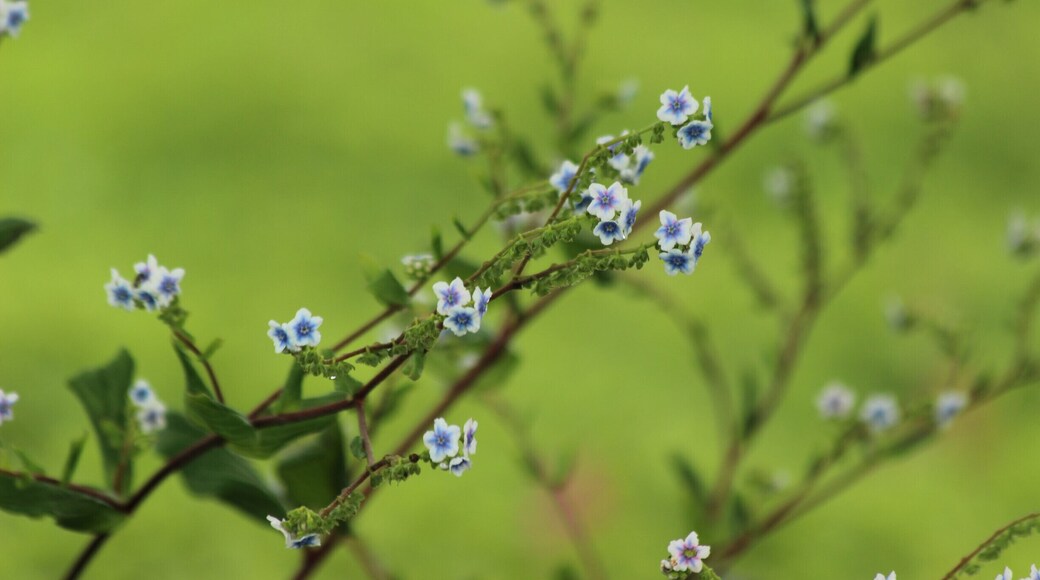 This is the valley of flower of Maharashtra. The whole plateau is barren throughout the year and is filled with flower towards the end of Indian monsoon. The lush #green landscapes and the colorful flowers is a sight to behold.