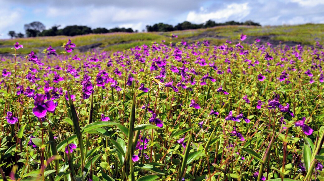 Kaas Pathar (or plateau) is a UNESCO World natural heritage site located near Satara. At the end of every monsoon, the fields come alive with more than 850 different species of flowers.
