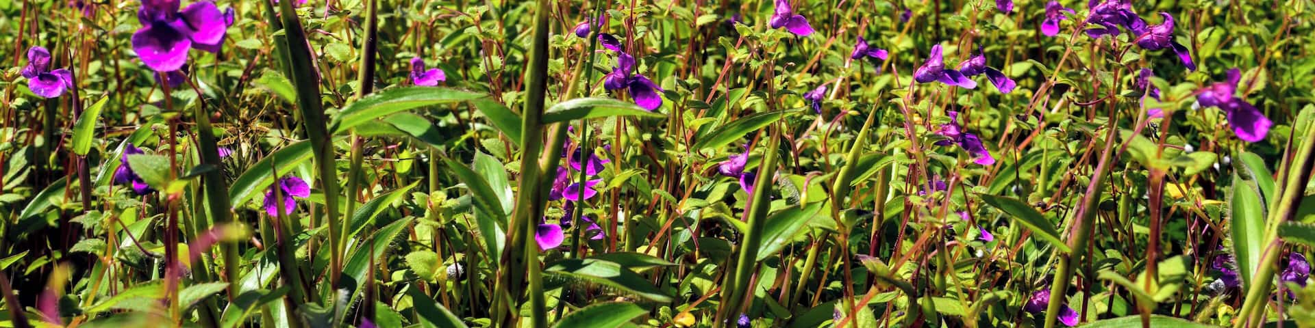 Kaas Pathar (or plateau) is a UNESCO World natural heritage site located near Satara. At the end of every monsoon, the fields come alive with more than 850 different species of flowers.