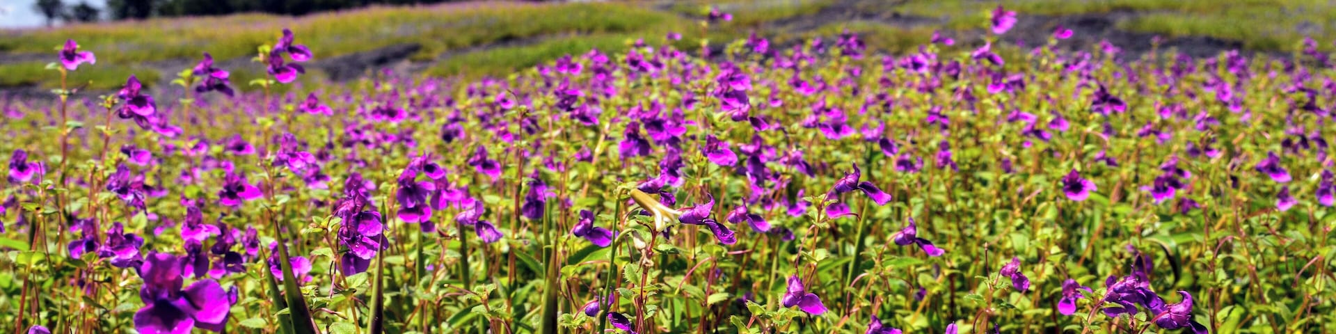 Kaas Pathar (or plateau) is a UNESCO World natural heritage site located near Satara. At the end of every monsoon, the fields come alive with more than 850 different species of flowers.