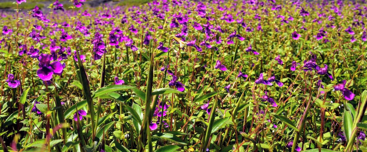 A field of purple flowers with green foliage under a cloudy sky.