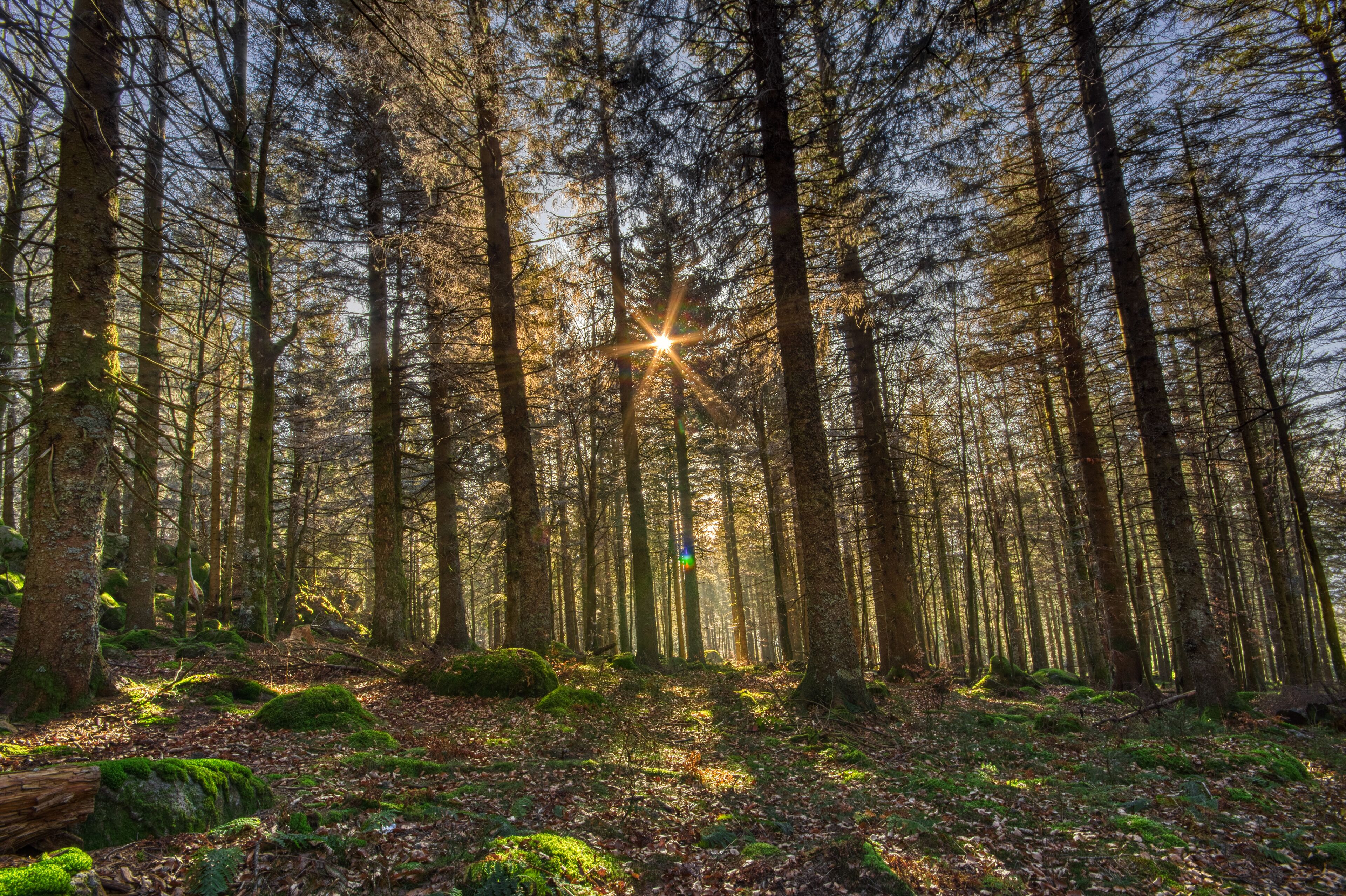 Sun light in the Simonswald in Autumn, in the Black Forest, Southwest Germany