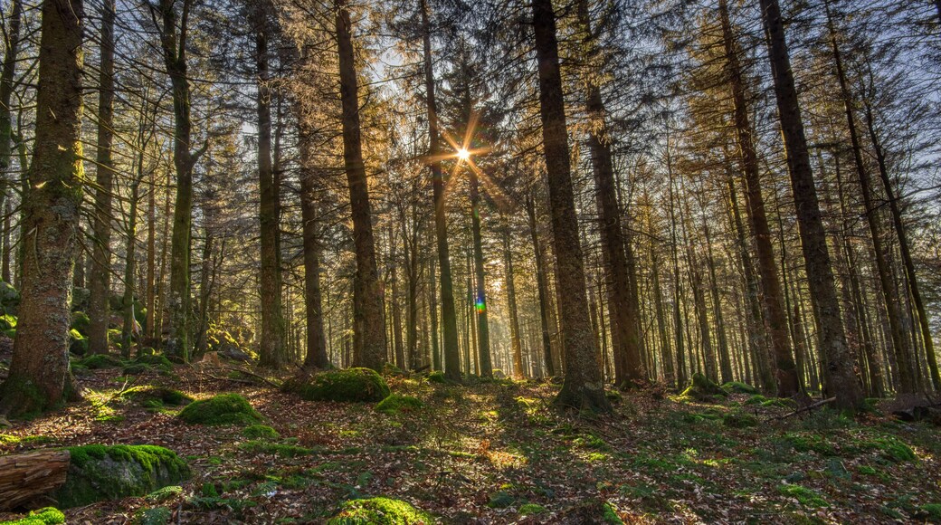 Sun light in the Simonswald in Autumn, in the Black Forest, Southwest Germany