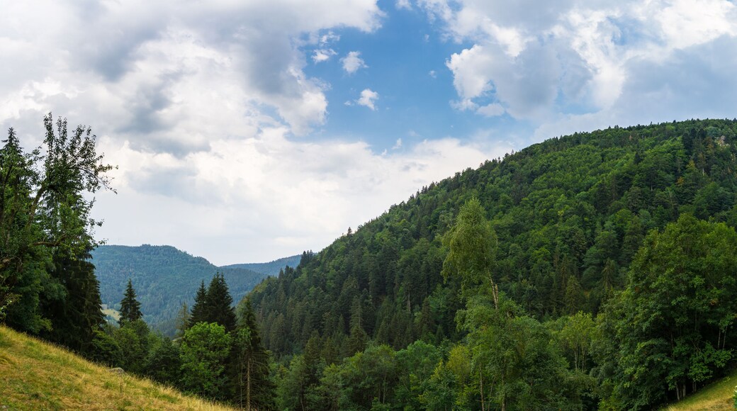 Germany, Black forest hiking panorama near Simonswald in summer
