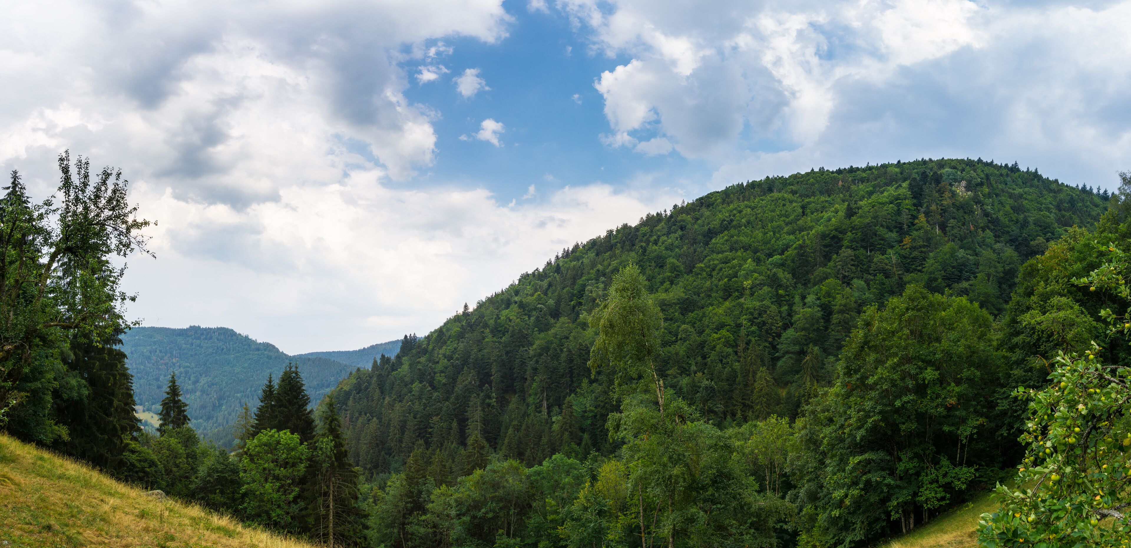 A lush green forested hillside with a clear sky.