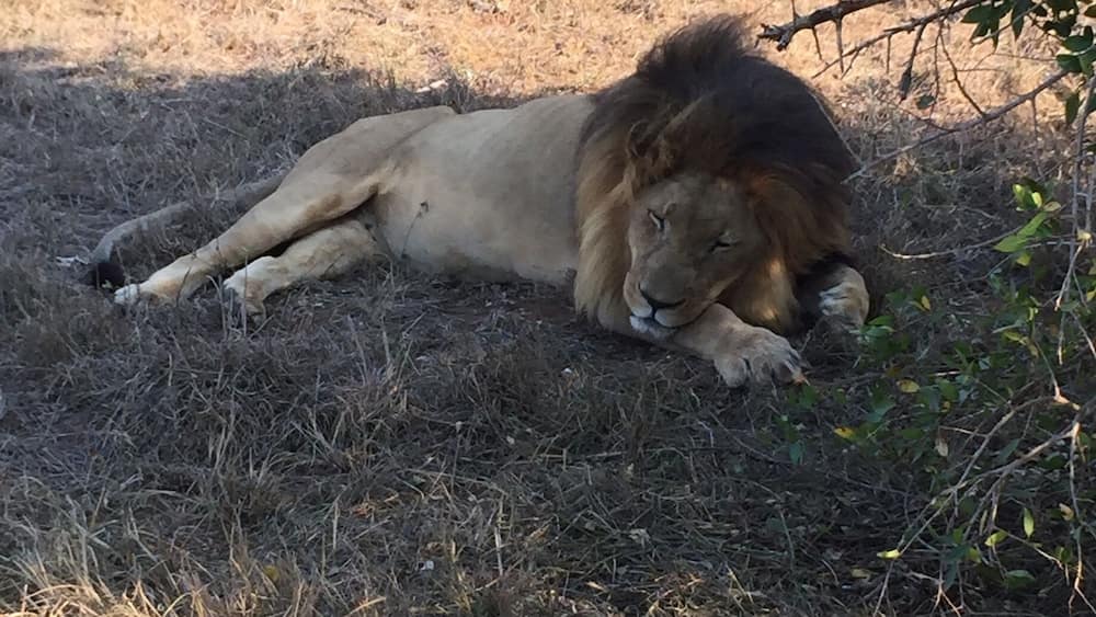 Spotted this guy right next to the road on our safari tour in Hlane National Park, Swaziland. You can drive your own vehicle through the park but it has to be 4 wheel drive as the roads are very poorly maintained and "potholes" doesn't quite cover the giant holes we drove over.