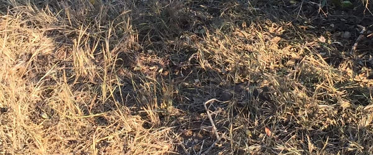 Spotted this guy right next to the road on our safari tour in Hlane National Park, Swaziland. You can drive your own vehicle through the park but it has to be 4 wheel drive as the roads are very poorly maintained and "potholes" doesn't quite cover the giant holes we drove over.
