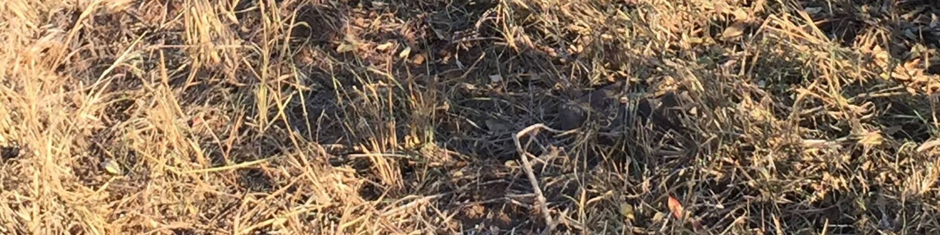 Spotted this guy right next to the road on our safari tour in Hlane National Park, Swaziland. You can drive your own vehicle through the park but it has to be 4 wheel drive as the roads are very poorly maintained and "potholes" doesn't quite cover the giant holes we drove over.