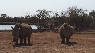 In Hlane National Park, the camp's restaurant looked out over a watering hole frequented by a variety of animals every day. These two had been napping in the sun around lunchtime, then got up and wandered away.