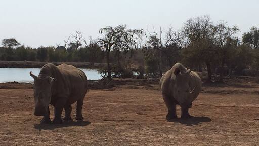 In Hlane National Park, the camp's restaurant looked out over a watering hole frequented by a variety of animals every day. These two had been napping in the sun around lunchtime, then got up and wandered away.