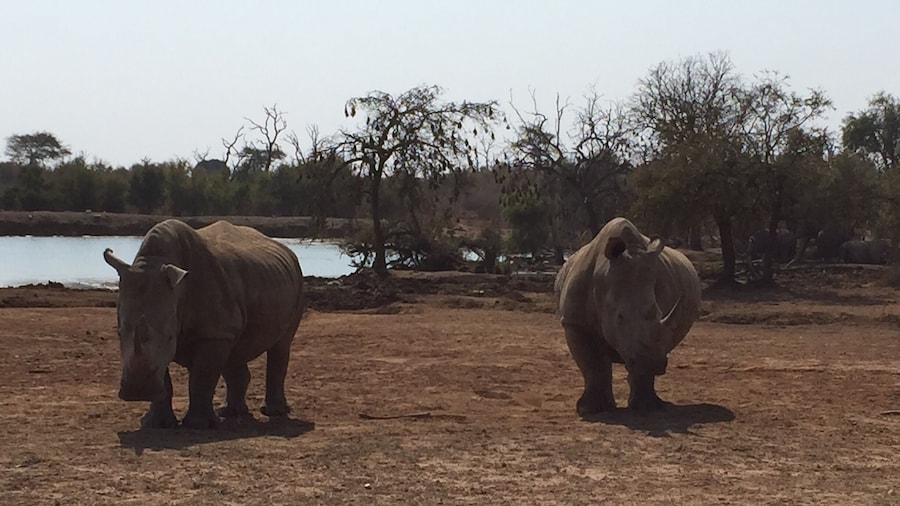 In Hlane National Park, the camp's restaurant looked out over a watering hole frequented by a variety of animals every day. These two had been napping in the sun around lunchtime, then got up and wandered away.