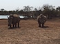 In Hlane National Park, the camp's restaurant looked out over a watering hole frequented by a variety of animals every day. These two had been napping in the sun around lunchtime, then got up and wandered away.