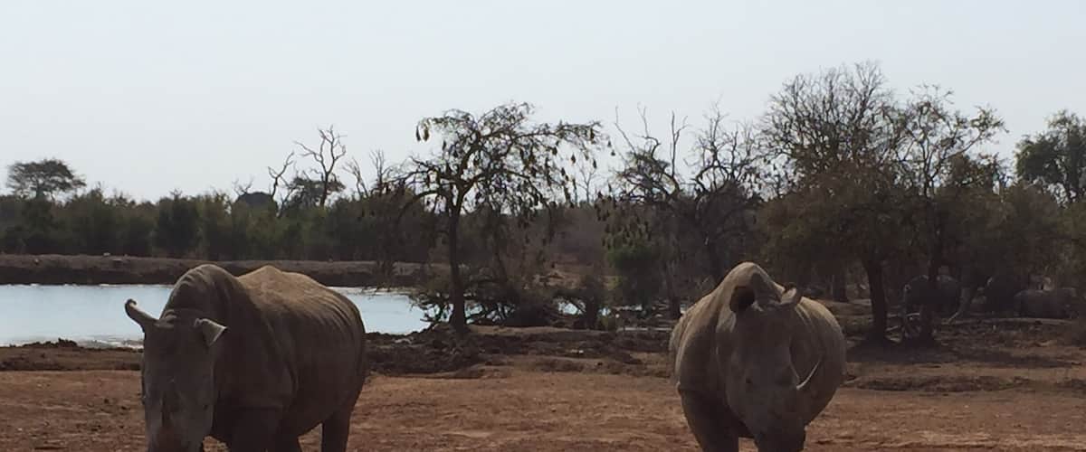 Two rhinos in a dry, open landscape with sparse trees and a body of water in the background.