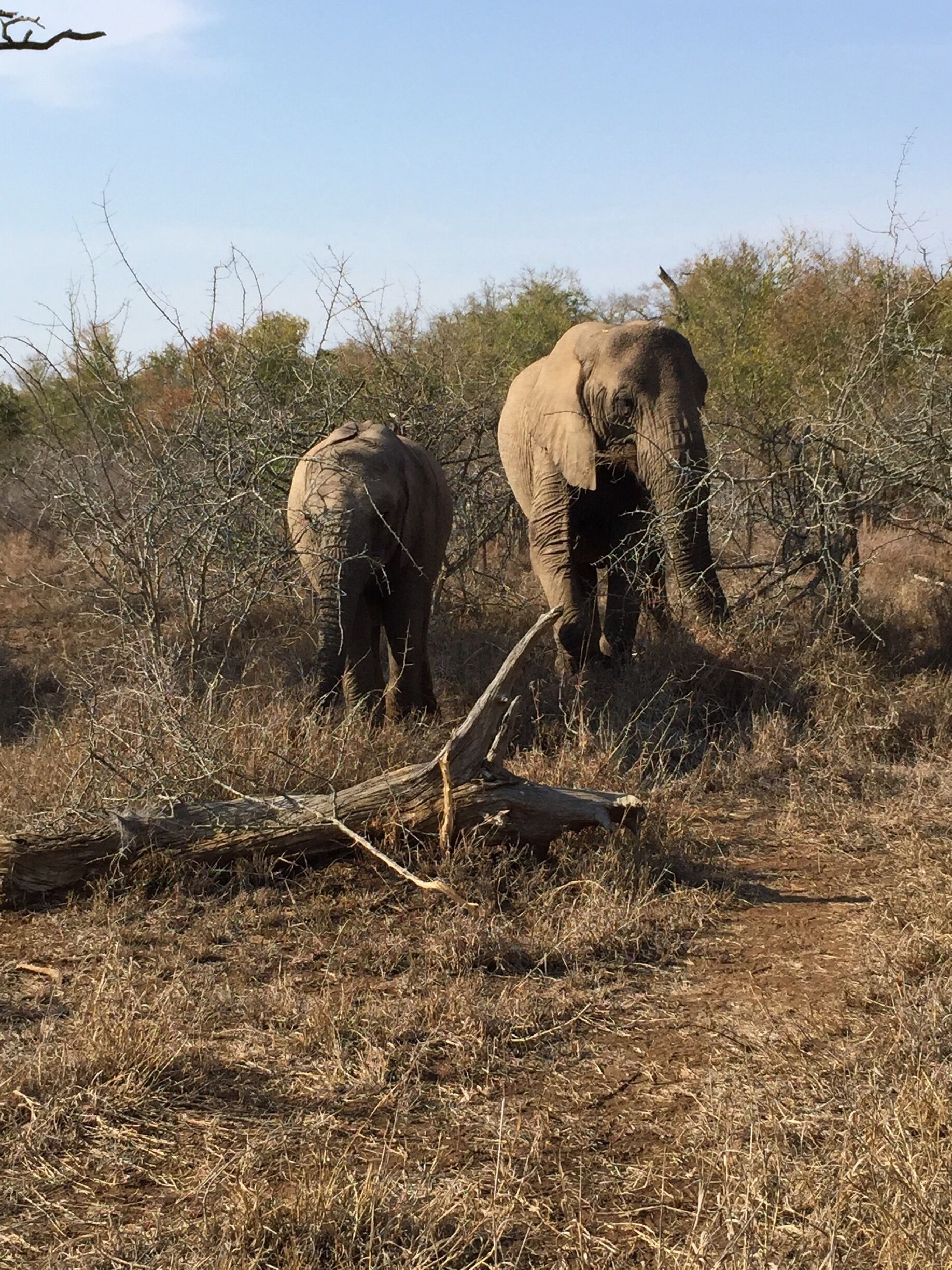 Momma and her baby walking around near our jeep in Swaziland 🐘