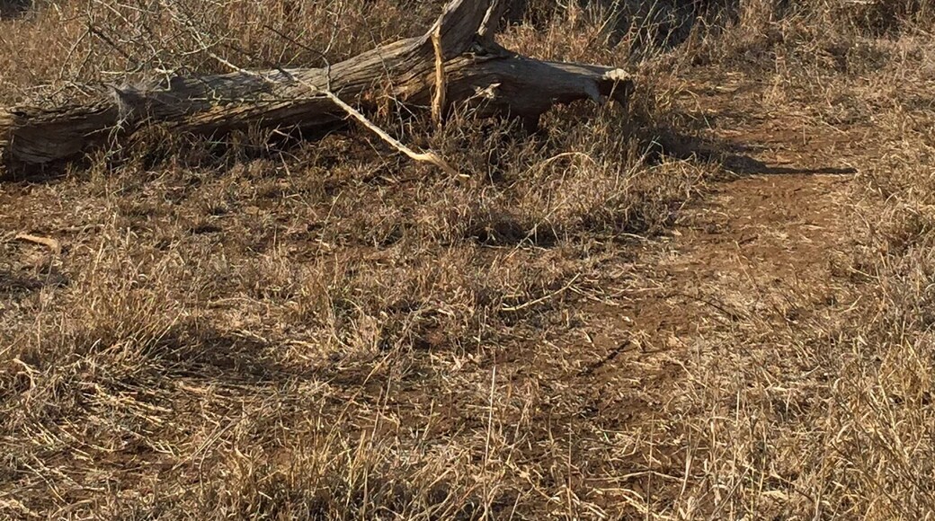Momma and her baby walking around near our jeep in Swaziland 🐘