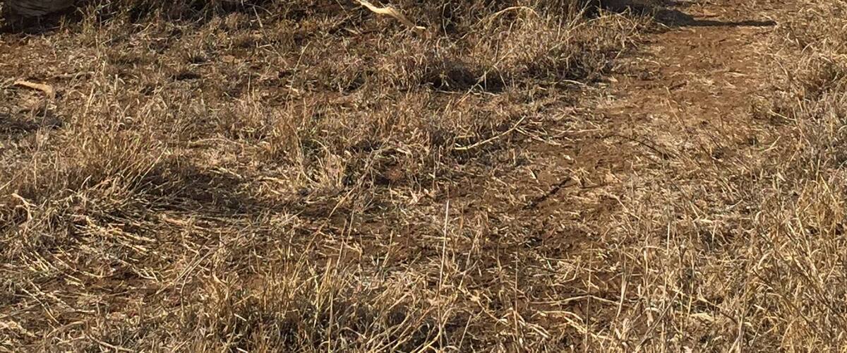 Momma and her baby walking around near our jeep in Swaziland 🐘
