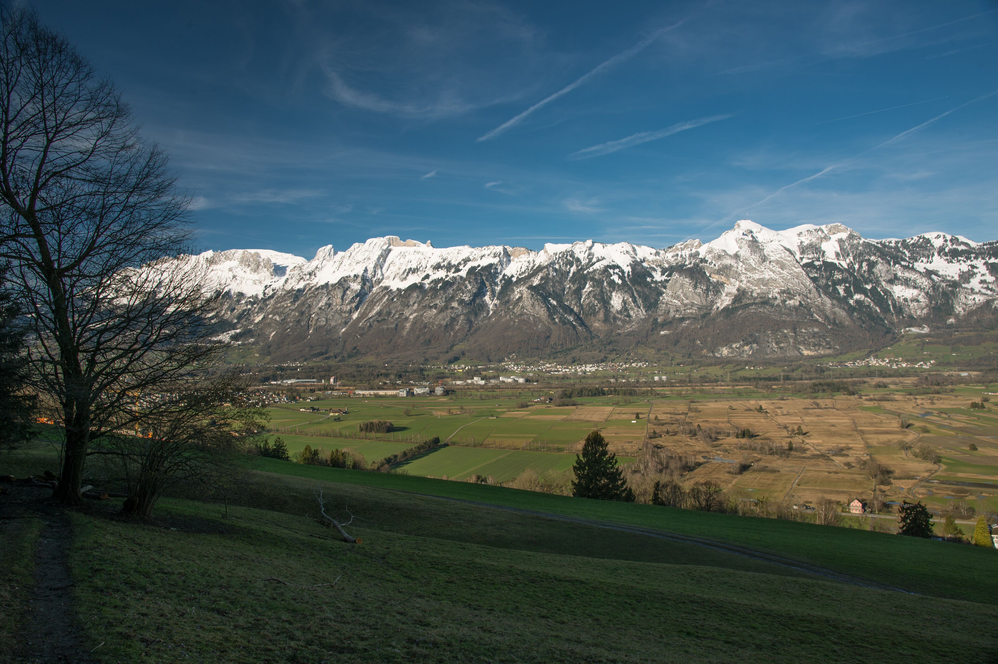 A snow-capped mountain range, a valley with fields, and a tree in the foreground.