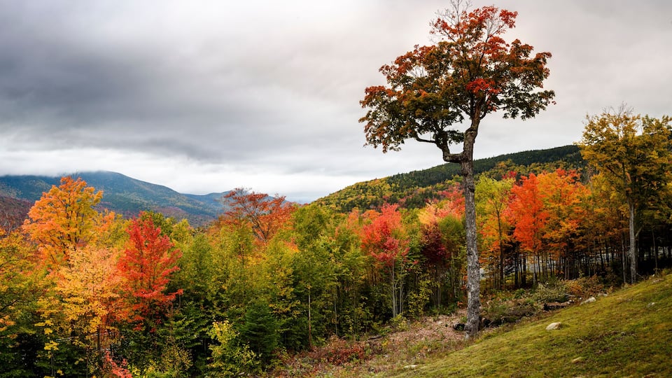 A forest with autumn foliage and mountains in the background.
