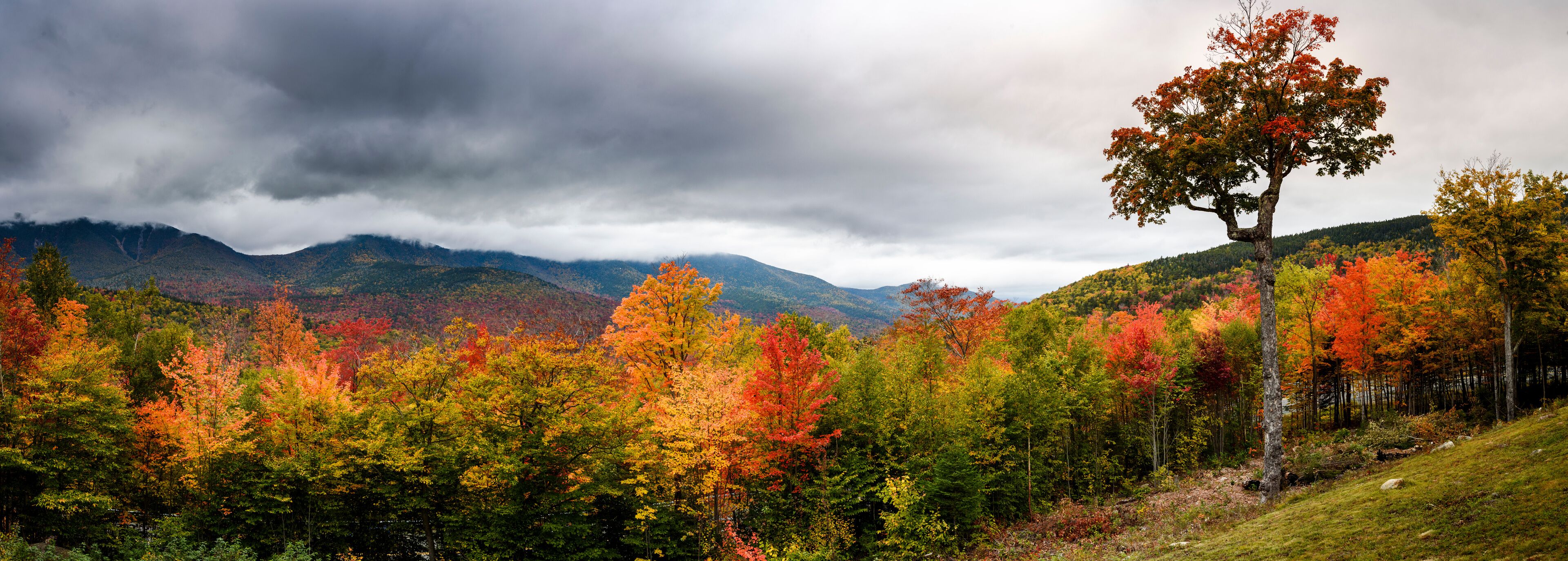 A forest with autumn foliage and mountains in the background.