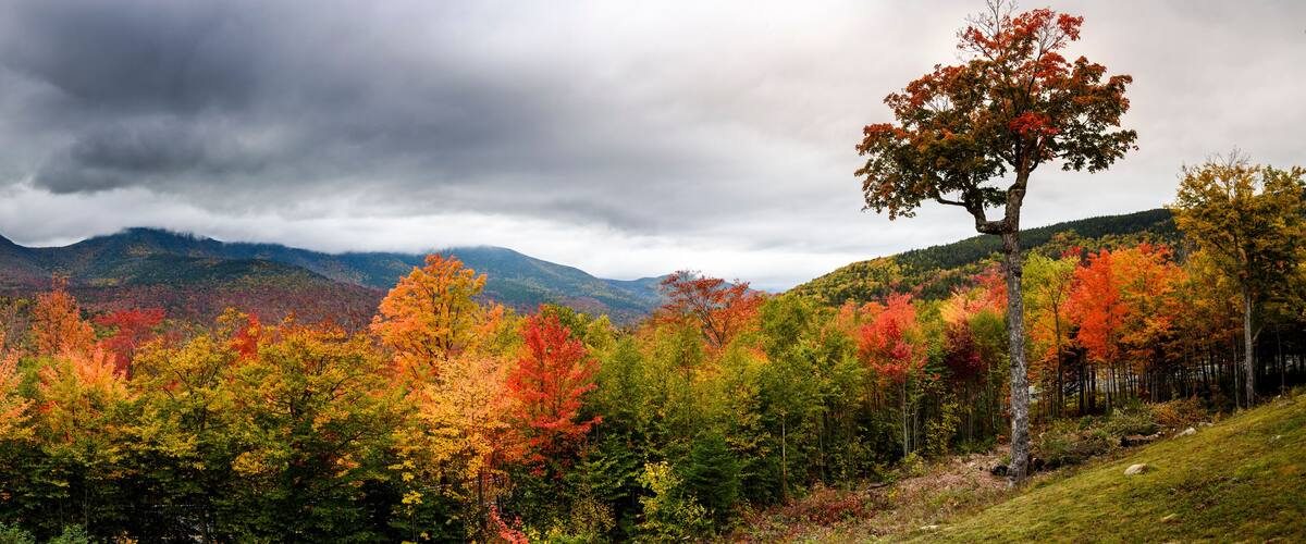 A forest with autumn foliage and mountains in the background.