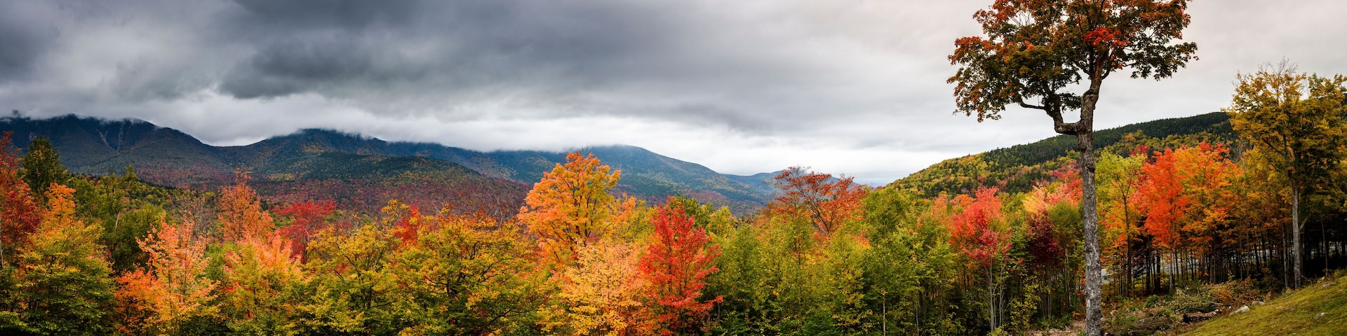 A forest with autumn foliage and mountains in the background.