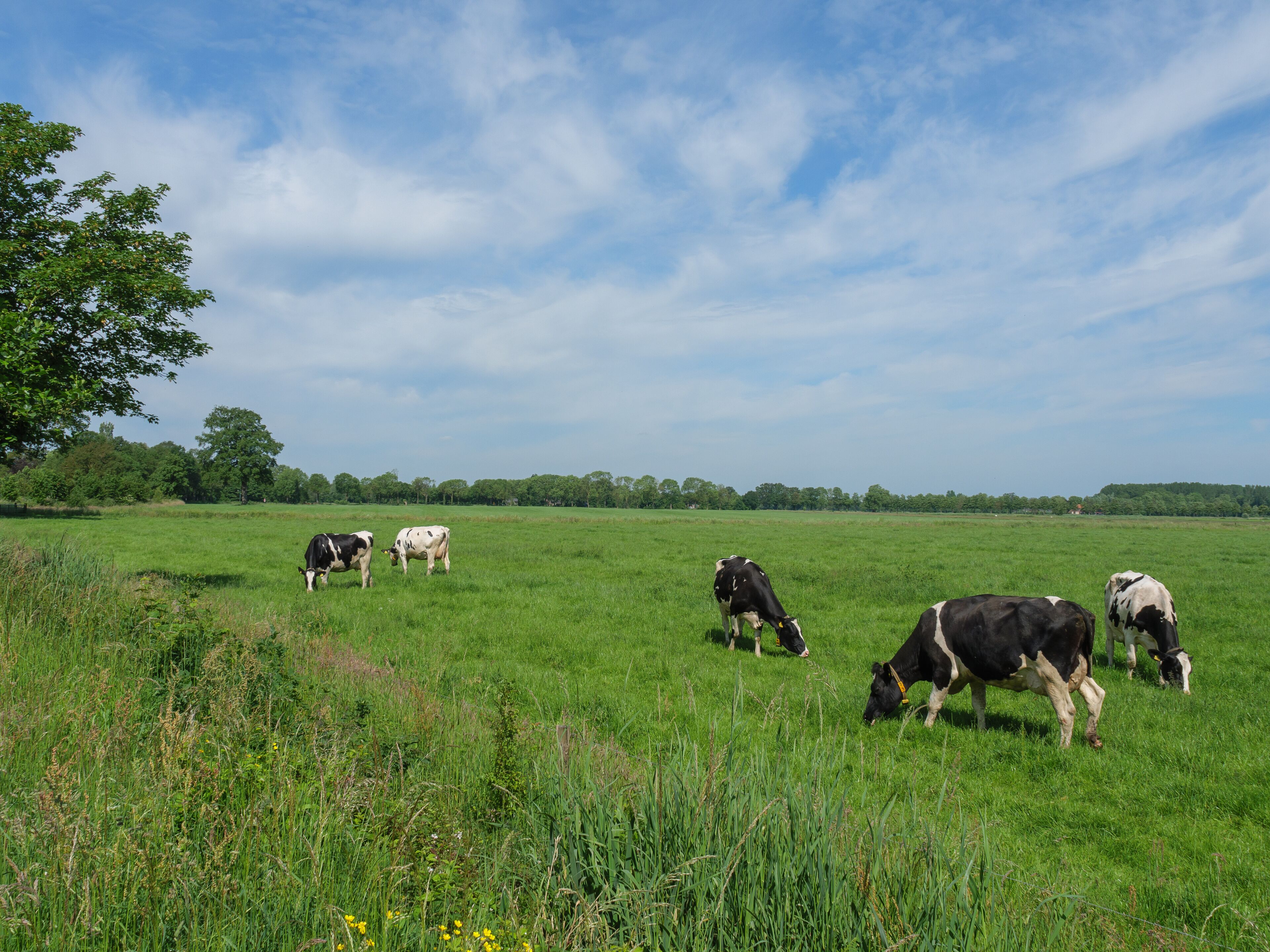 A grassy field with cows grazing under a partly cloudy sky.