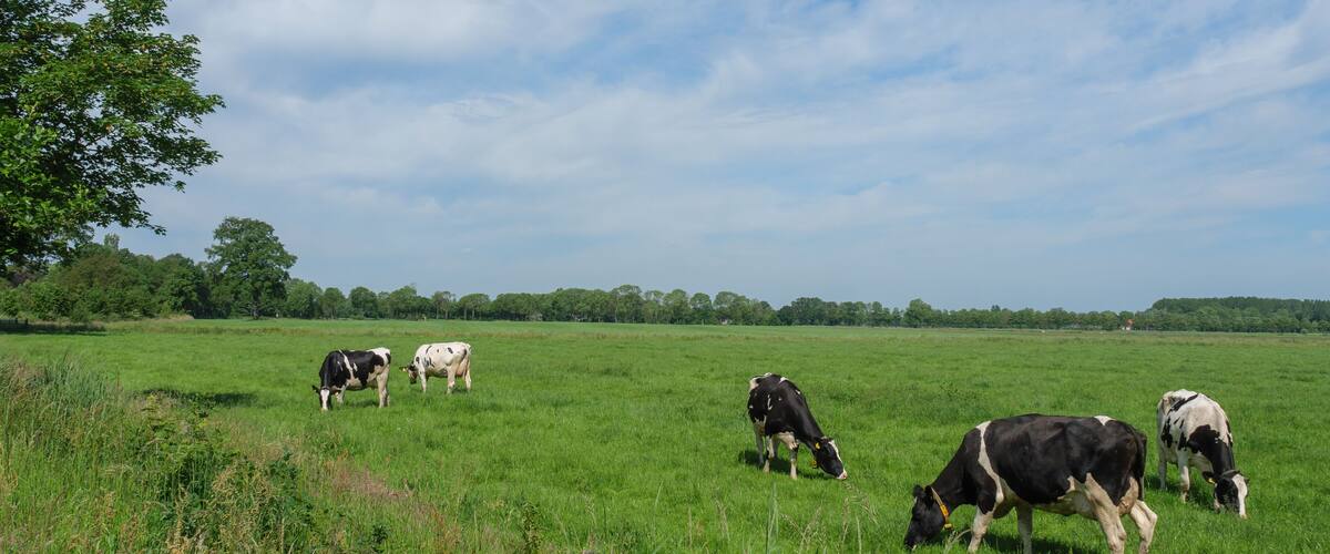 A grassy field with cows grazing under a partly cloudy sky.