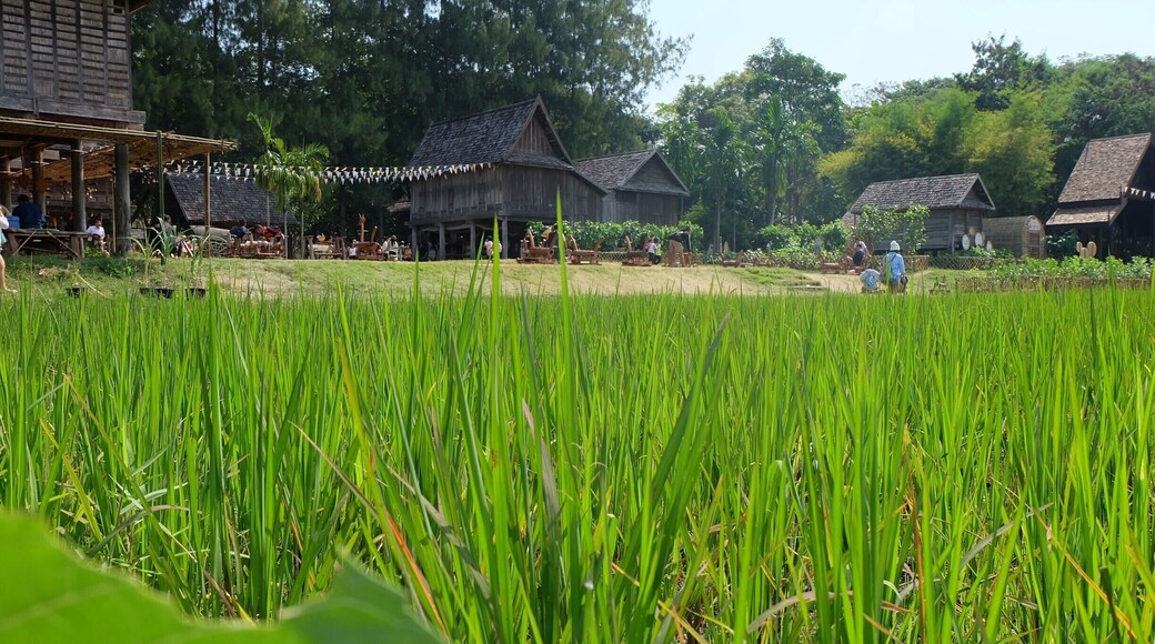 Jim Thompson Farm open about one month per year , for this year open 13 December 2014 until 11 January 2015