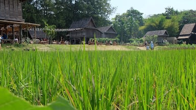 Jim Thompson Farm open about one month per year , for this year open 13 December 2014 until 11 January 2015