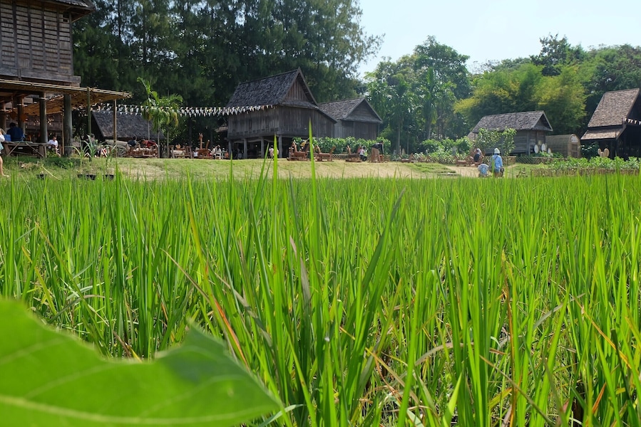 Jim Thompson Farm open about one month per year , for this year open 13 December 2014 until 11 January 2015